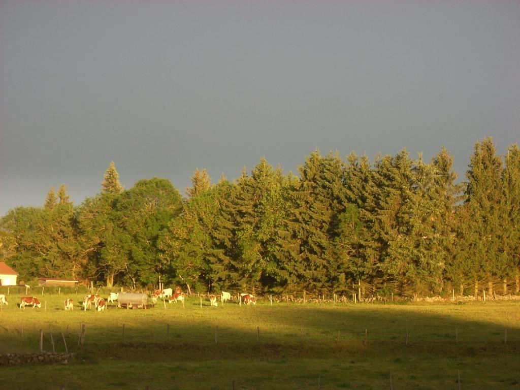 Les Roulottes De La Ferme Des Chanaux Saint-Julien-d'Ance Quarto foto